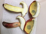 Baorangia bicolor image