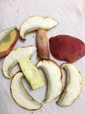 Baorangia bicolor image
