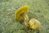 Pseudoboletus parasiticus image