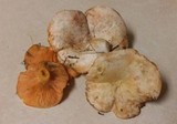 Lactarius salmoneus image