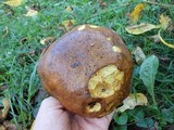 Suillus brevipes image