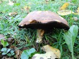 Suillus brevipes image