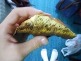 Suillus brevipes image