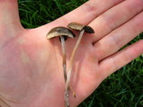 Panaeolus cinctulus image