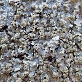 Punctelia subrudecta image