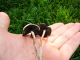 Panaeolus cinctulus image