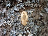 Punctelia subrudecta image