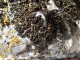 Collema polycarpon image