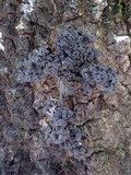Leptogium brebissonii image