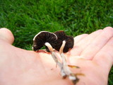 Panaeolus cinctulus image