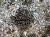 Leptogium gelatinosum image
