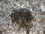 Leptogium gelatinosum image