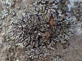 Phaeophyscia orbicularis image