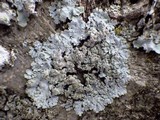 Physcia clementei image