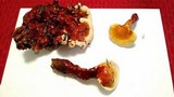 Ganoderma curtisii image