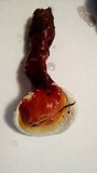 Ganoderma curtisii image