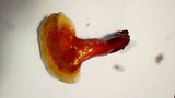 Ganoderma curtisii image
