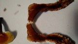 Ganoderma curtisii image