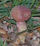 Boletus patrioticus image