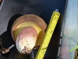 Boletus patrioticus image