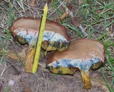 Boletus patrioticus image