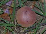 Boletus patrioticus image