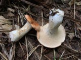 Hydnum mulsicolor image