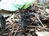 Craterellus fallax image