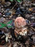 Amanita daucipes image