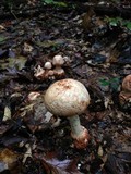 Amanita daucipes image