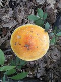 Amanita muscaria f. guessowii image