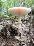 Amanita muscaria f. guessowii image