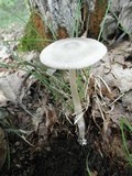 Amanita sect. Vaginatae image