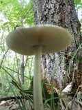 Amanita sect. Vaginatae image