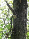 Fomitopsis officinalis image