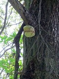 Fomitopsis officinalis image