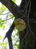 Fomitopsis officinalis image