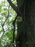 Fomitopsis officinalis image