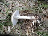 Amanita brunnescens image