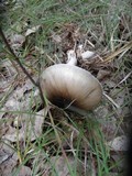 Amanita brunnescens image