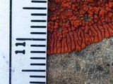 Caloplaca ignea image
