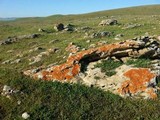 Caloplaca ignea image