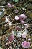Gymnopus iocephalus image