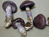 Cortinarius archeri image