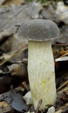 Retiboletus griseus image