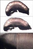 Lecania erysibe image