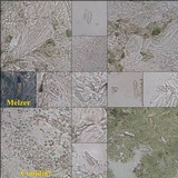Lecania erysibe image