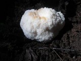 Hericium americanum image