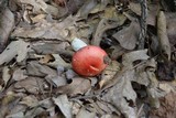 Russula silvicola image