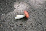 Russula silvicola image